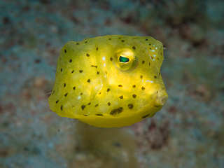 Kofferfisch · Tauchen in Anda-Bohol · Philippinen 