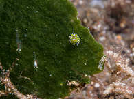 Shaune the Sheep, grasend vor Anilao 