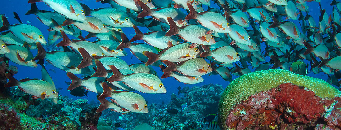 Fischschwärme – Tauchen Malediven 