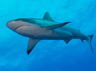 Tauchen mit Haien auf den Malediven 