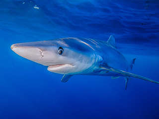 Tauchen mit Blauhaien auf den Azoren 