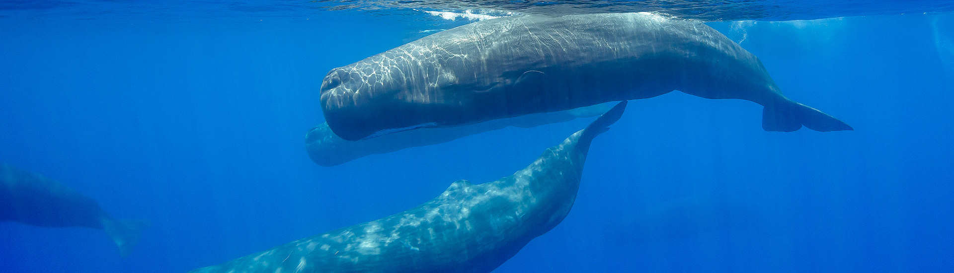 Pottwal (Sperm Whale) – Whalewatching und Tauchen Azoren 