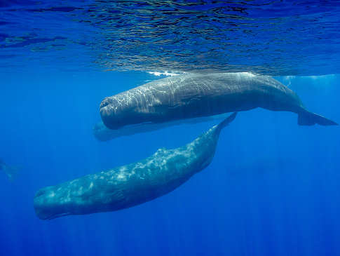 Pottwal (Sperm Whale) – Whalewatching und Tauchen Azoren 