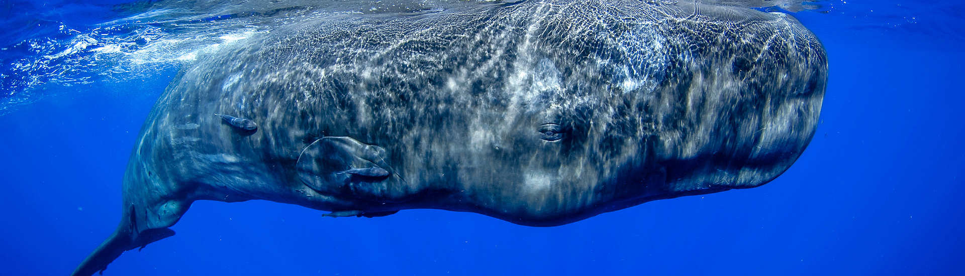 Whalewatching und Tauchen Azoren – gigantischer Pottwal bem Lufthohlen 