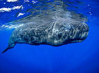 Whalewatching und Tauchen Azoren – gigantischer Pottwal bem Lufthohlen 