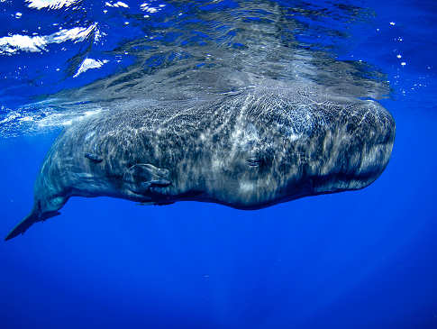 Whalewatching und Tauchen Azoren – gigantischer Pottwal bem Lufthohlen 