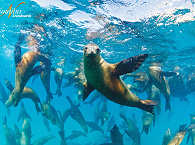 Tauchen in der Bahia De Los Angeles · Tauchsafaris Mexiko 