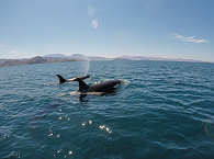 Orcas an der Baja California · Tauchkreuzfahrten Sea of Cortèz 