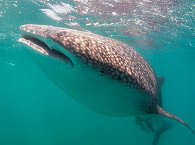 Schnorcheln mit Walhaien Mexiko 