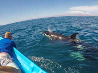 Schwertwal · Walbeobachtung Mexiko 