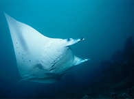Tauchen mit Mantas – Mantapoint im Süden von Nusa Penida 