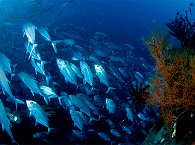 Tauchen Bali – Indonesien 
