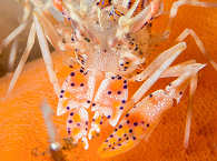 Tiger Shrimp – Seraya Secrets, Bali 