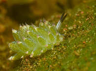 Nacktschnecke 