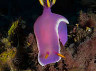 Pink Dorid Nudibranch (Chromodoris bullocki) – Bali, Indonesien  