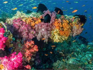 Raja Ampats Korallenwelt 