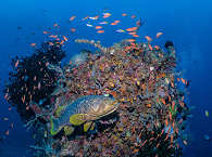 Tauchen in Bangka, Nordsulawesi 