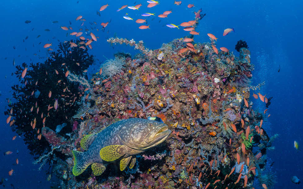 Tauchen in Bangka, Nordsulawesi 