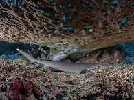Grauhaie im Bangka Archipel 