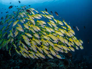 Tauchgebiet Bangka Island 
