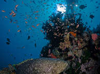 Tauchreisen Indonesien – Tauchen Bangka, Sulawesi 