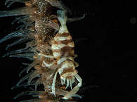 Tauchen auf Banka – Sea Souls Diving, Sulawesi 
