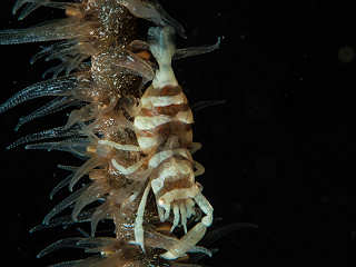 Tauchen auf Banka – Sea Souls Diving, Sulawesi 