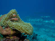 Tauchreisen Sulawesi 