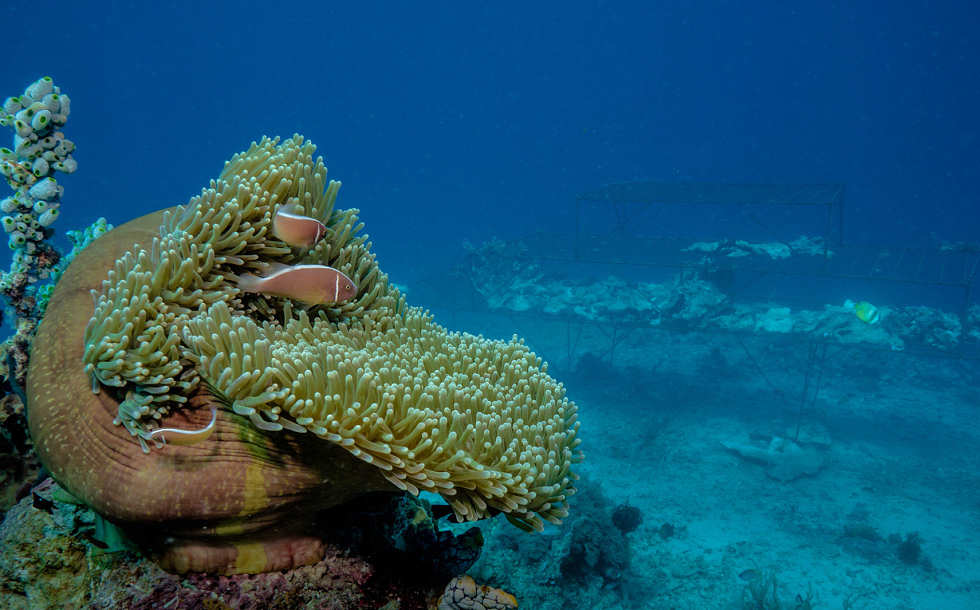 Tauchreisen Sulawesi 