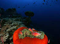 Anemone in der Bay · Tauchen in Papua-Neuguinea 