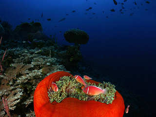 Anemone in der Bay · Tauchen in Papua-Neuguinea 