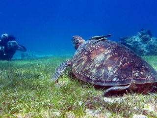 Tauchen mit Schildkröten auf Bohol 