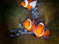 Anemonenfischchen (Nemos) · Tauchen Bohol und Cabilao 