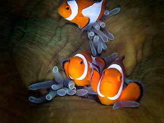 Anemonenfischchen (Nemos) · Tauchen Bohol und Cabilao 