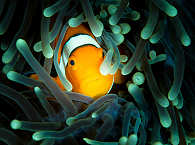 Anemonenfisch · Tauchen auf Bohol, Philippinen 