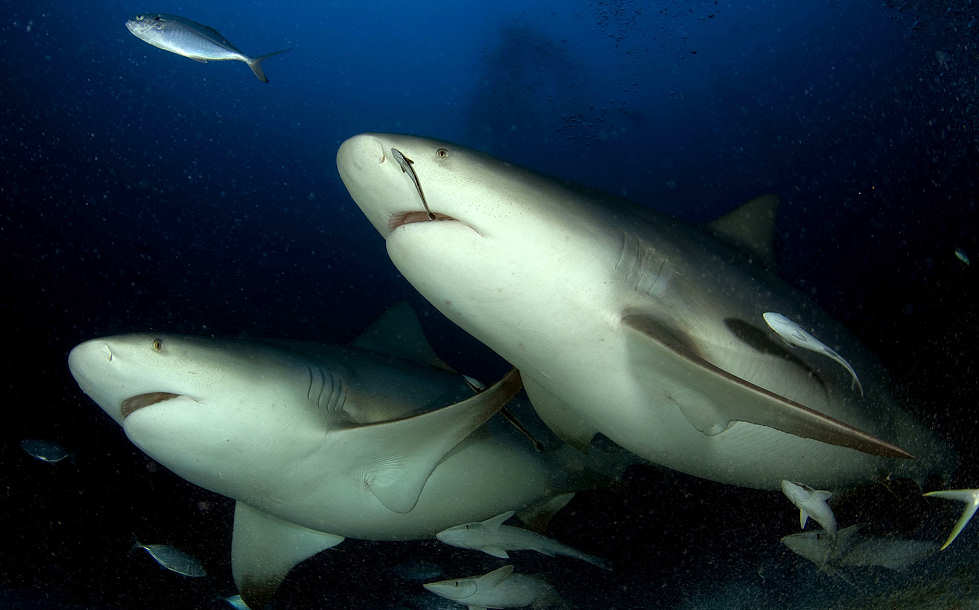 Tauchen mit Bullenhaien in Yucatán 