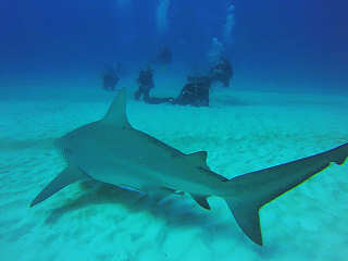 Tauchen mit Bullenhaien an Playa del Carmen 