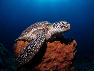 Tauchen Bunaken Nationalpark 