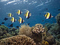 Tauchen Bunaken Nordsulawesi 