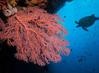 Tauchen im Bunaken Marine-Nationalpark 