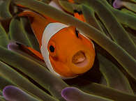 Clownfish 