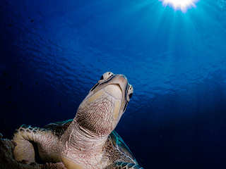 Tauchen Bunaken 