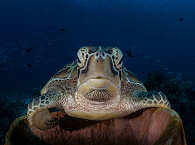 Tauchen Bunaken Marinepark, Nord-Sulawesi 