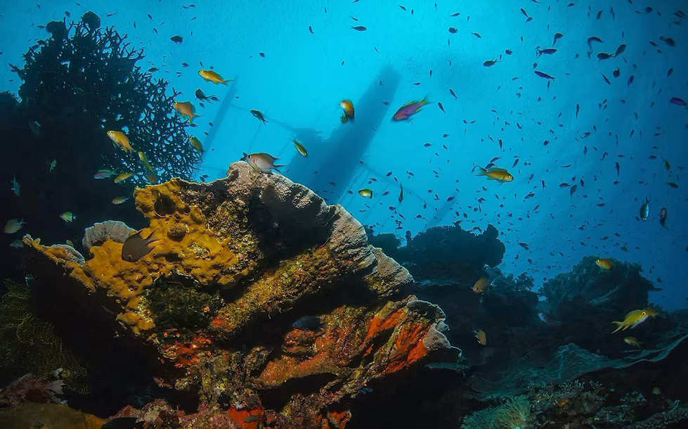 Tauchen an Cabilao · Bohol, Philippinen 