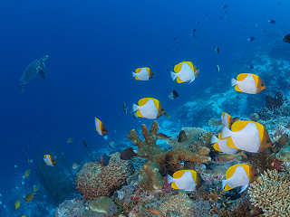 Gelbe Pyramidenfalterfische · Tauchen Cagayan Island 