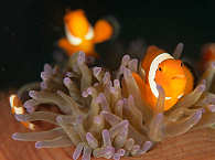 Tauchen an Moalboal (Cebu) · Nemos, Echte Clownfische 