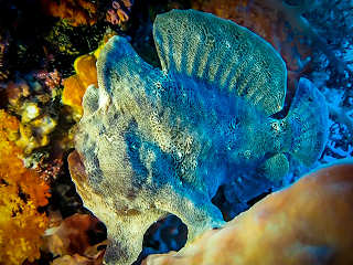 Tauchen Moalboal – Cebu Philippinen 