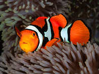 Tauchen Cenderawasih Bay · West Papua 