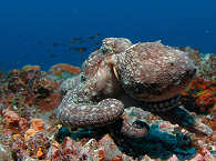 Tauchen Cocos – Costa Rica 
