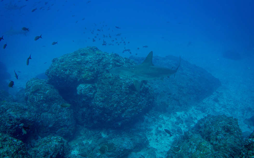 Hammerhai an Alycone · Tauchen Cocos Island 